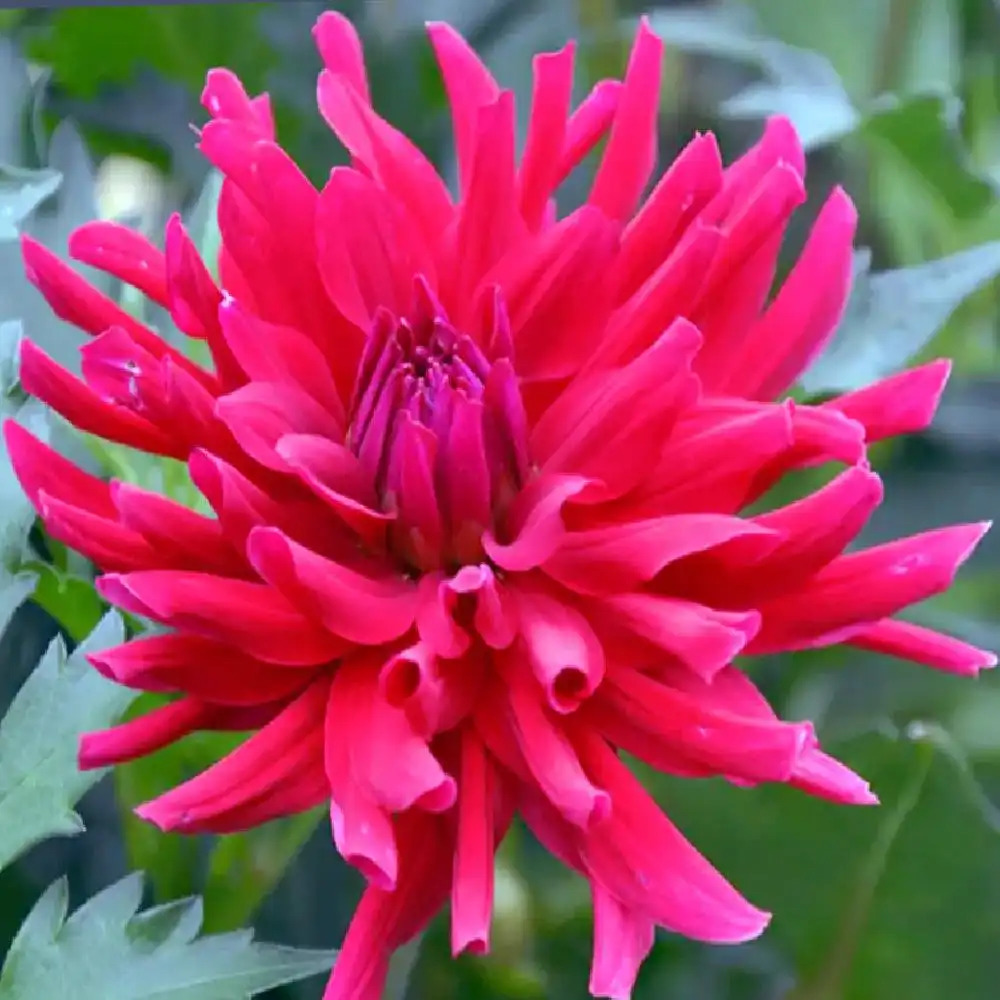 DAHLIA 'Corcovado'