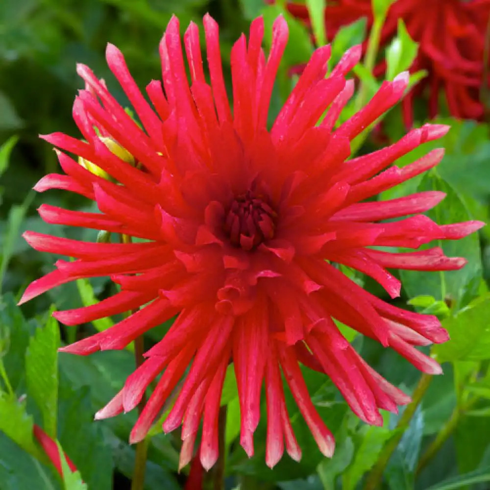 DAHLIA 'Cocorico'