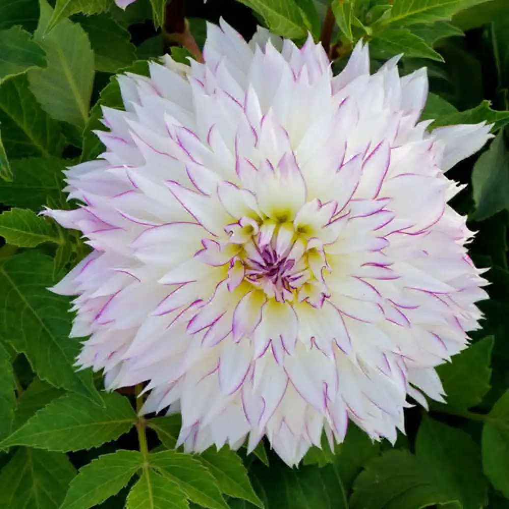 DAHLIA 'Crazy Love'