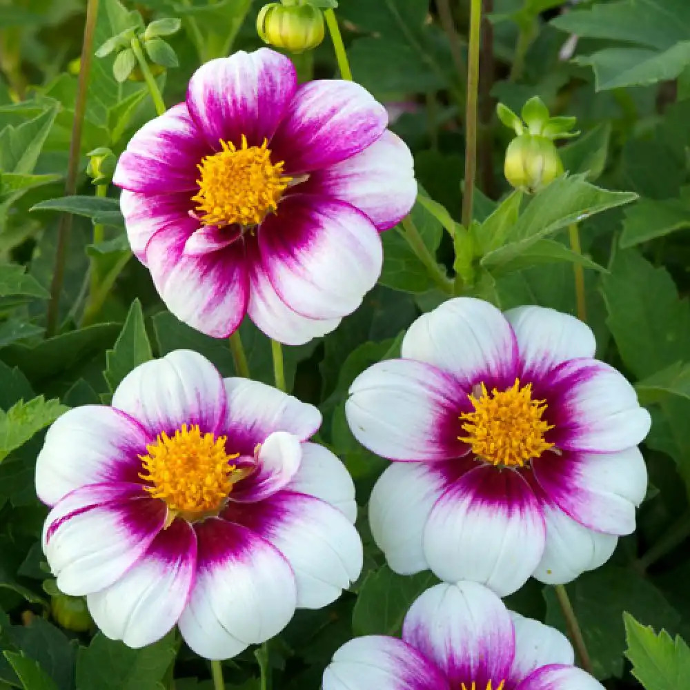 DAHLIA 'Cupido'