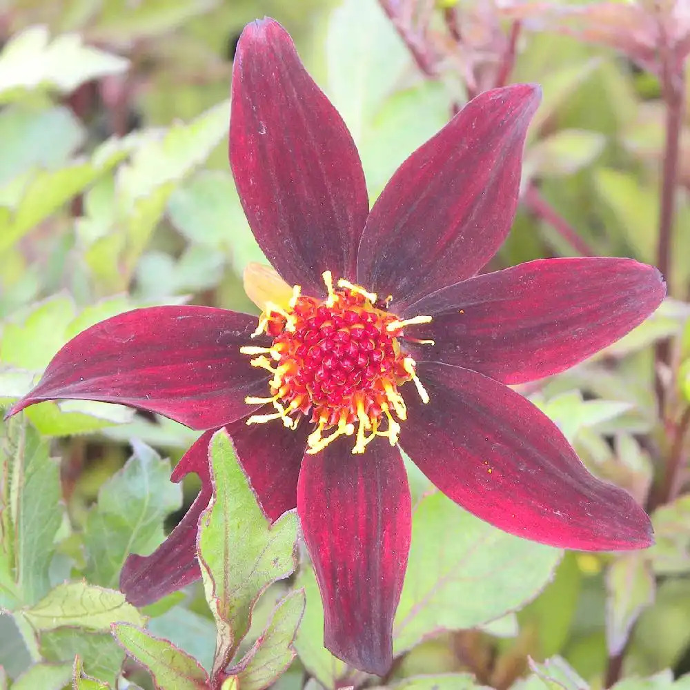 DAHLIA 'Dark Desire'