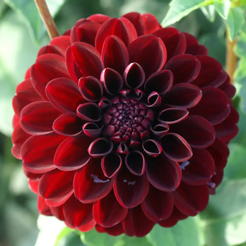 DAHLIA 'Dark Spirit'