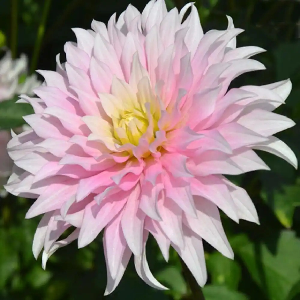 DAHLIA 'Divine'