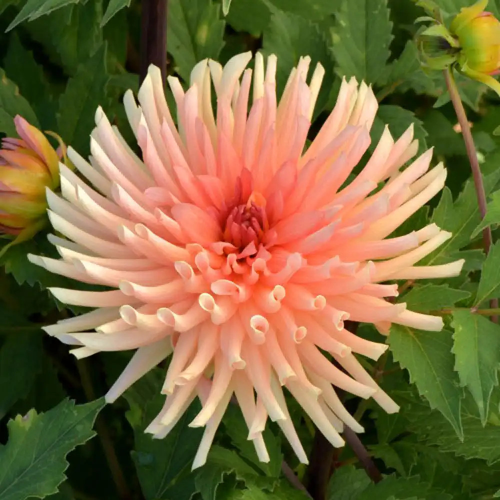 DAHLIA 'Douce Amie'