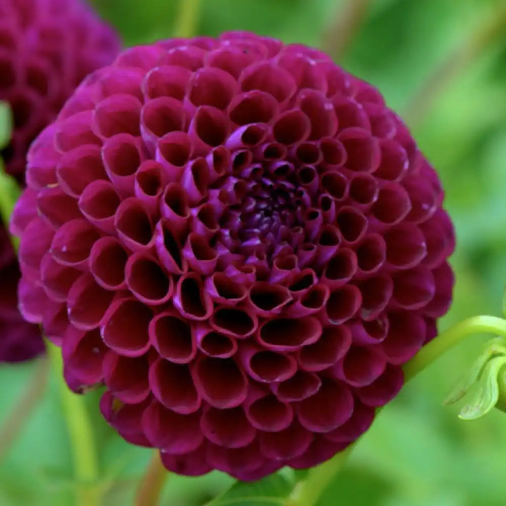 DAHLIA 'Downham Royal'