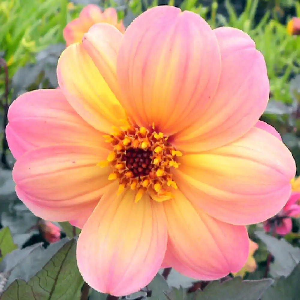 DAHLIA 'Dream 'Fantasy'