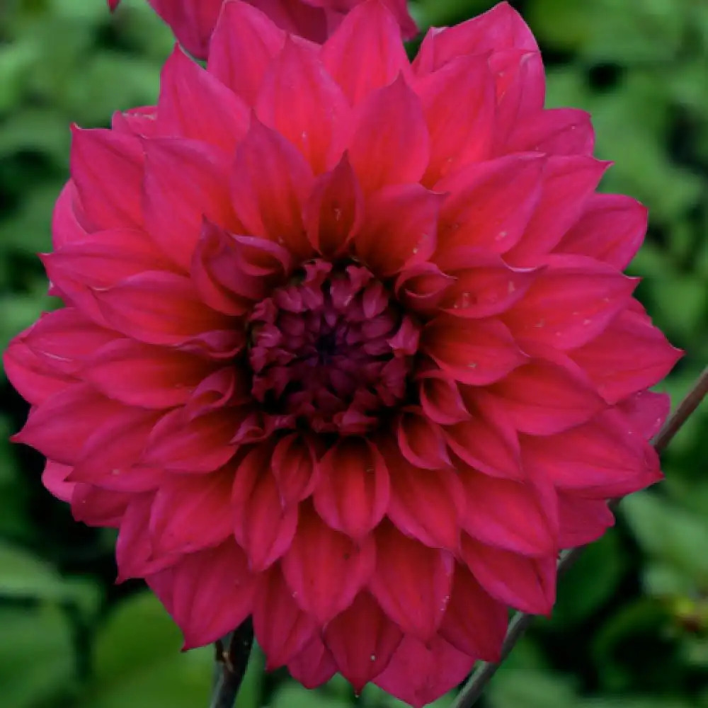 DAHLIA 'Engelhardt's Matador'