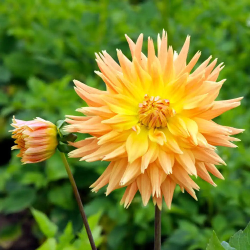 DAHLIA 'Eté Indien'            