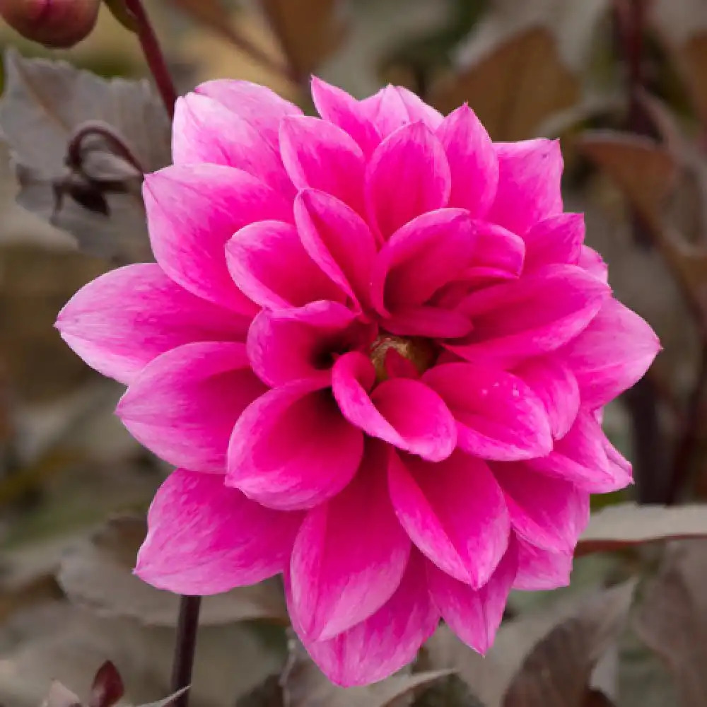 DAHLIA 'Fascination'