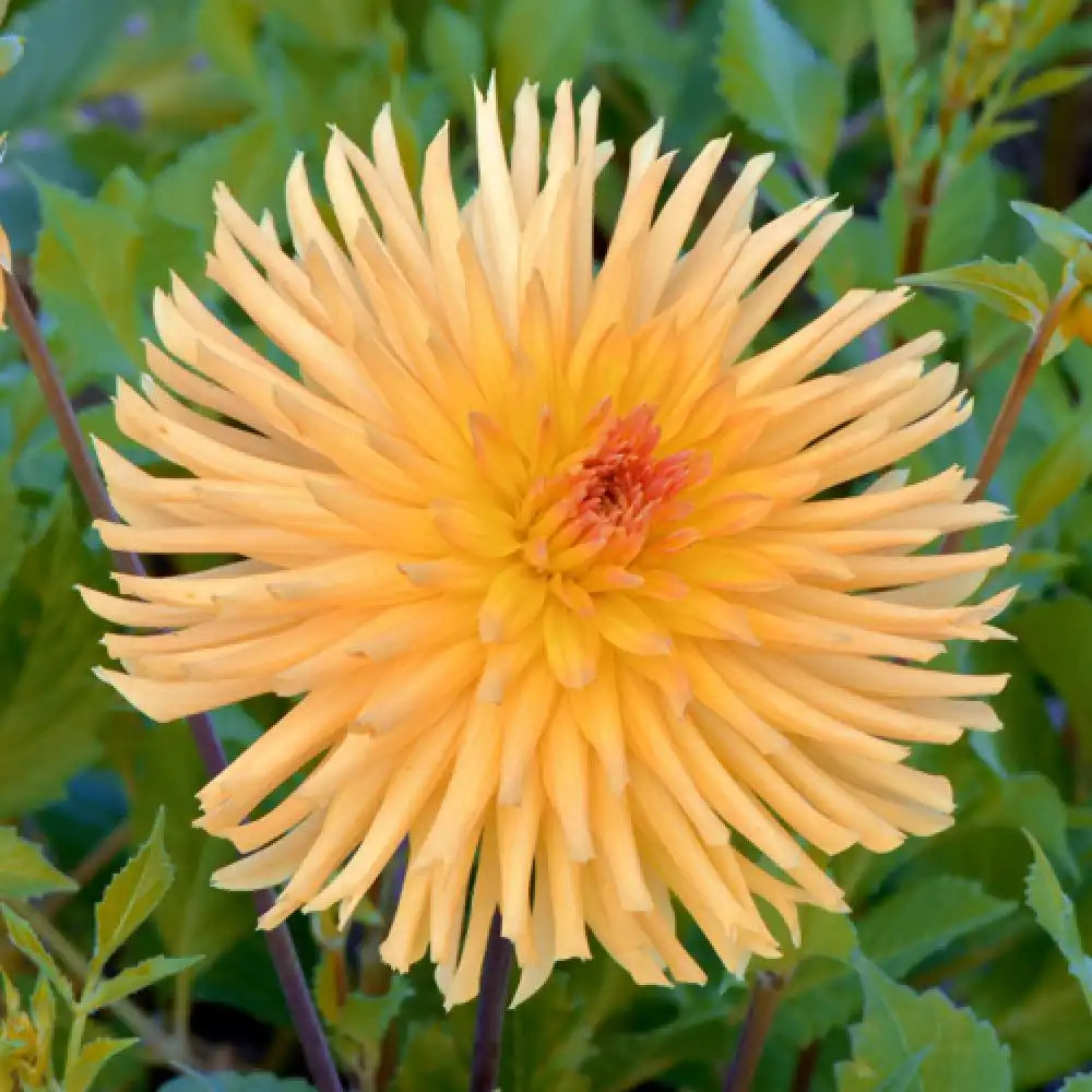 DAHLIA 'Fandango'