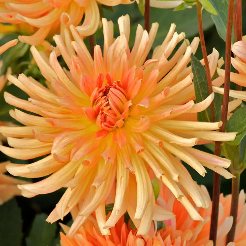 DAHLIA 'Garden Party'