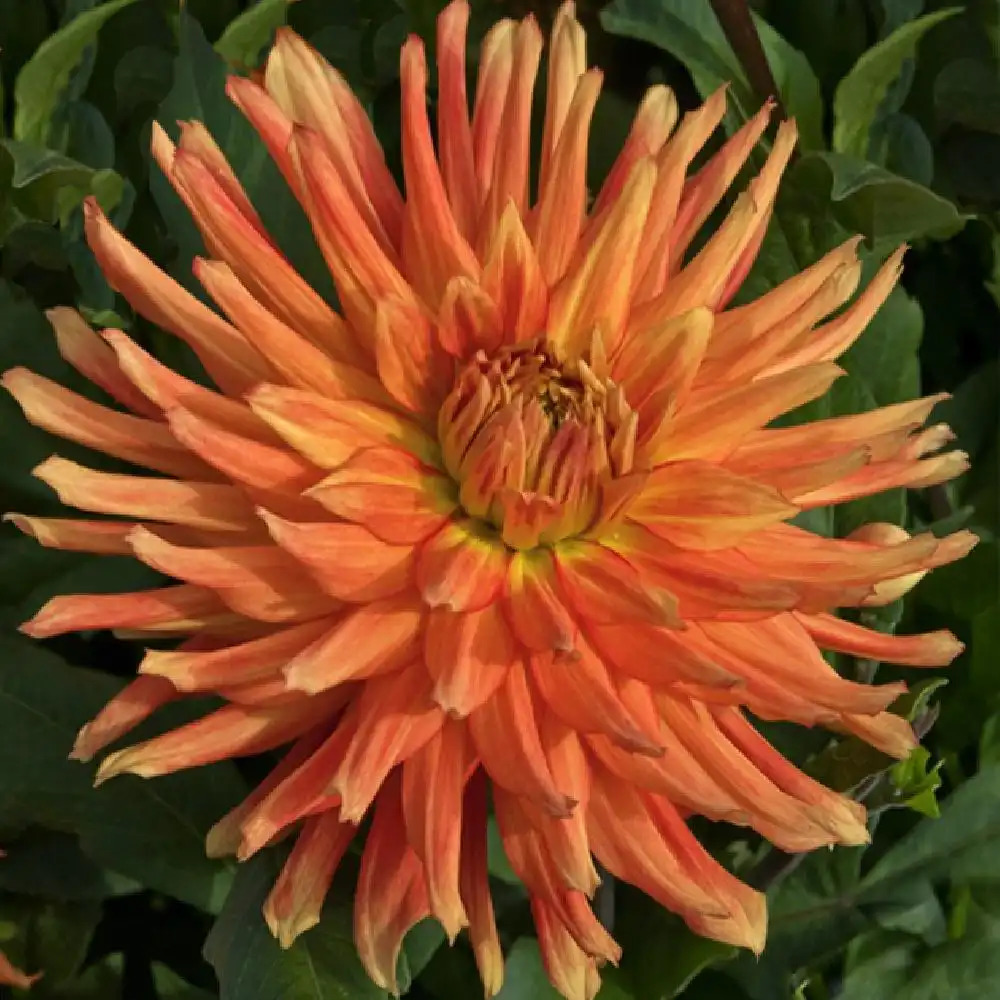 DAHLIA 'Geronimo'