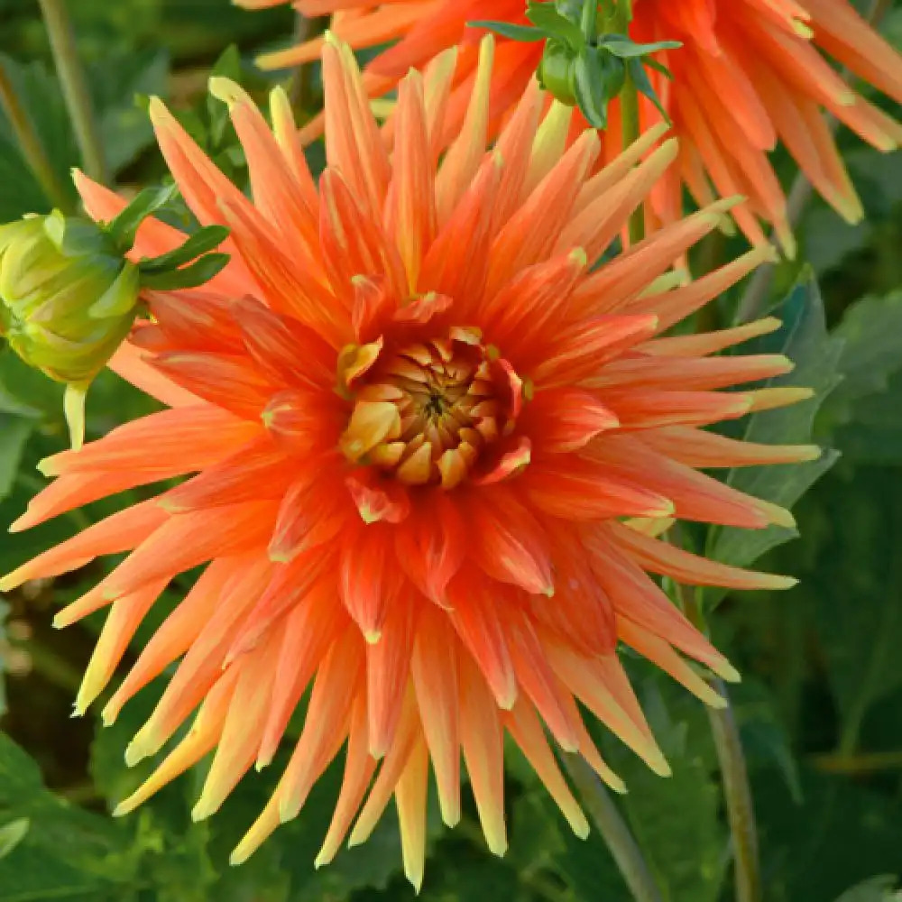 DAHLIA 'Gold Orange'