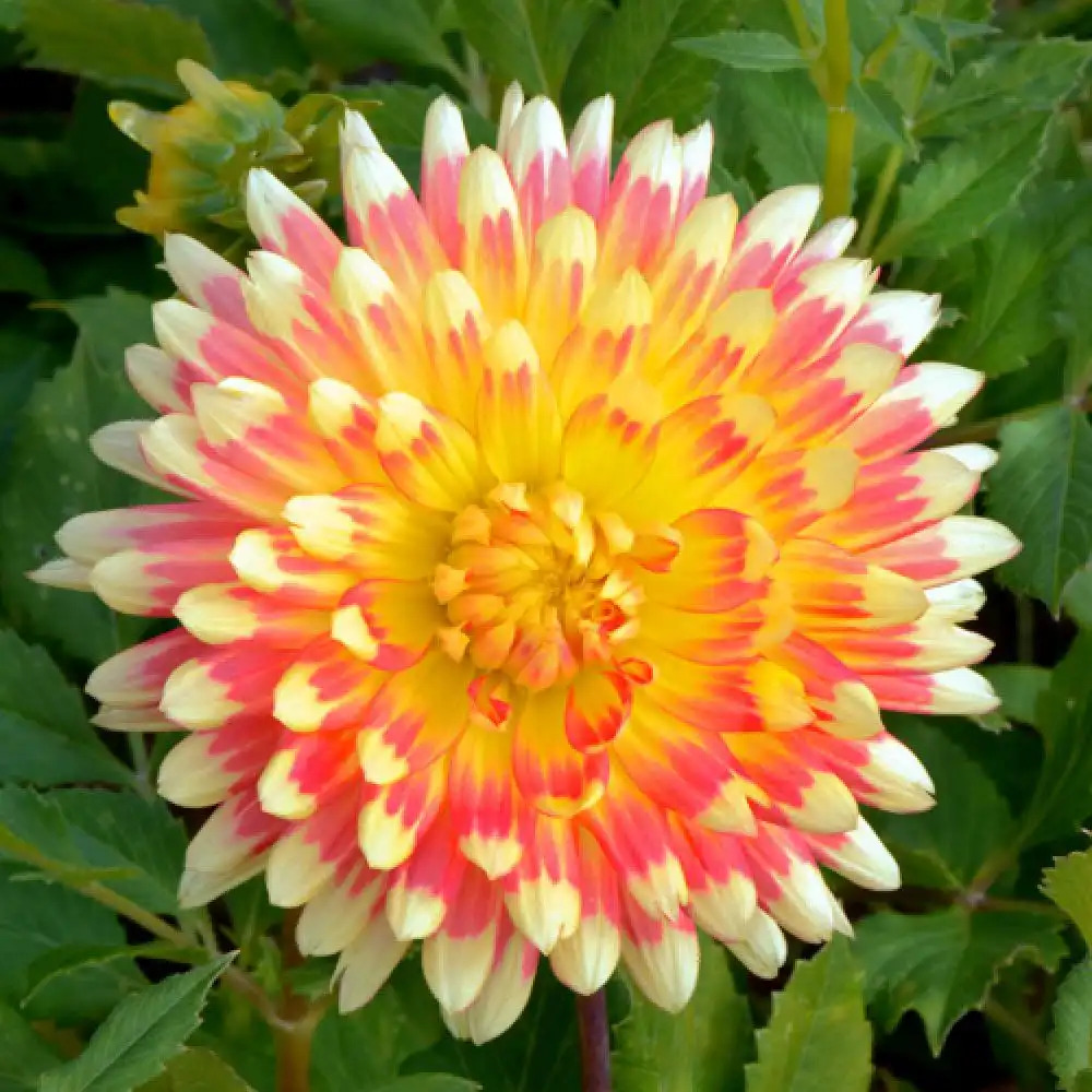 DAHLIA 'Gudosnik'