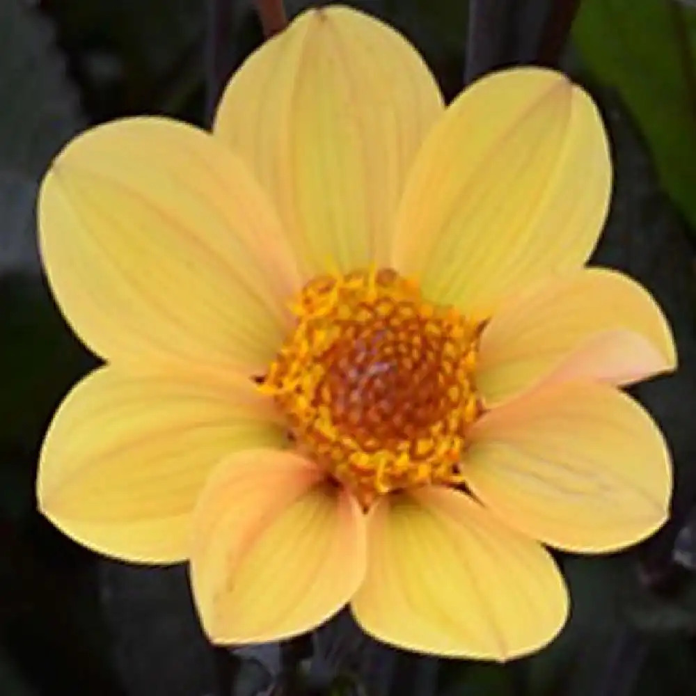 DAHLIA 'Happy Single Party'