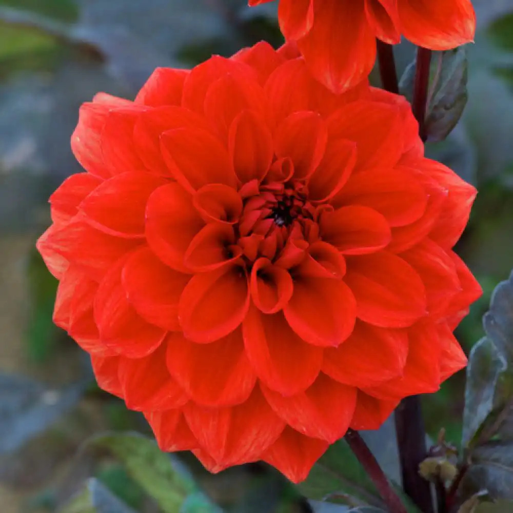 DAHLIA 'Helene Ouston'