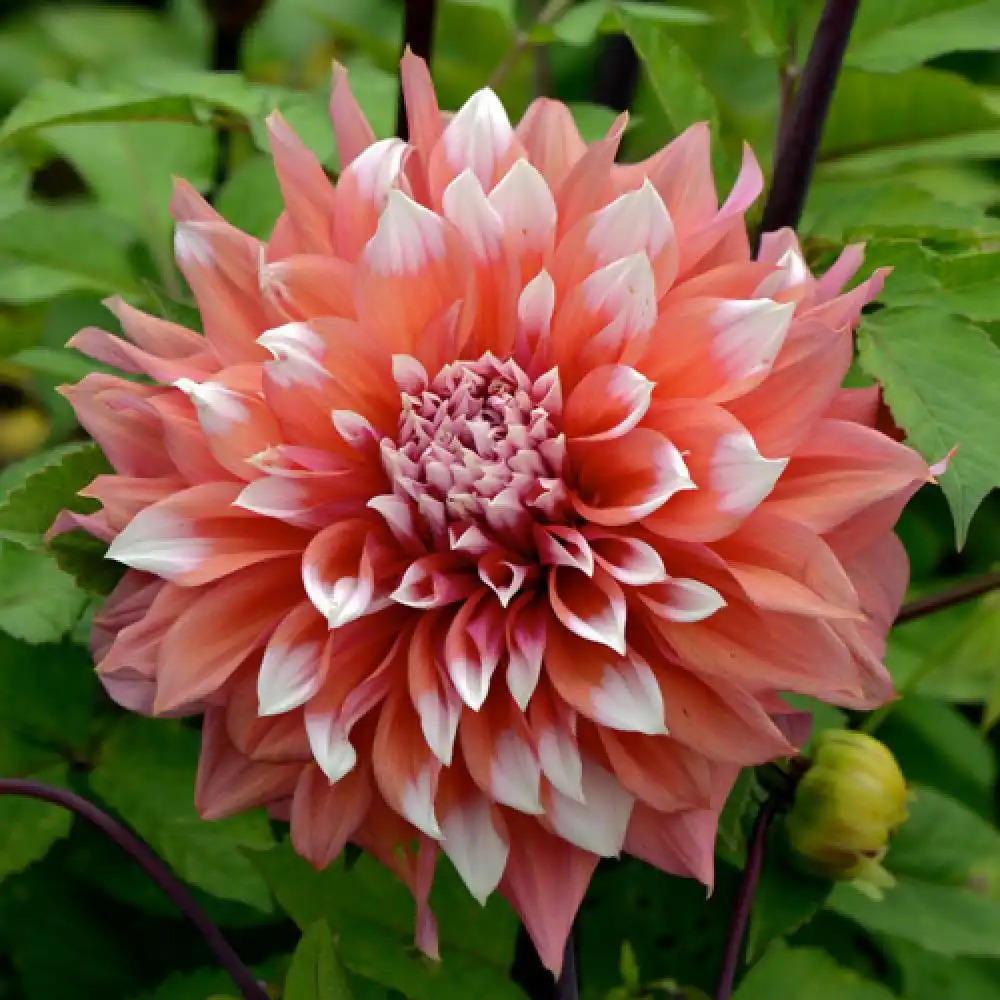 DAHLIA 'Holland Festival'