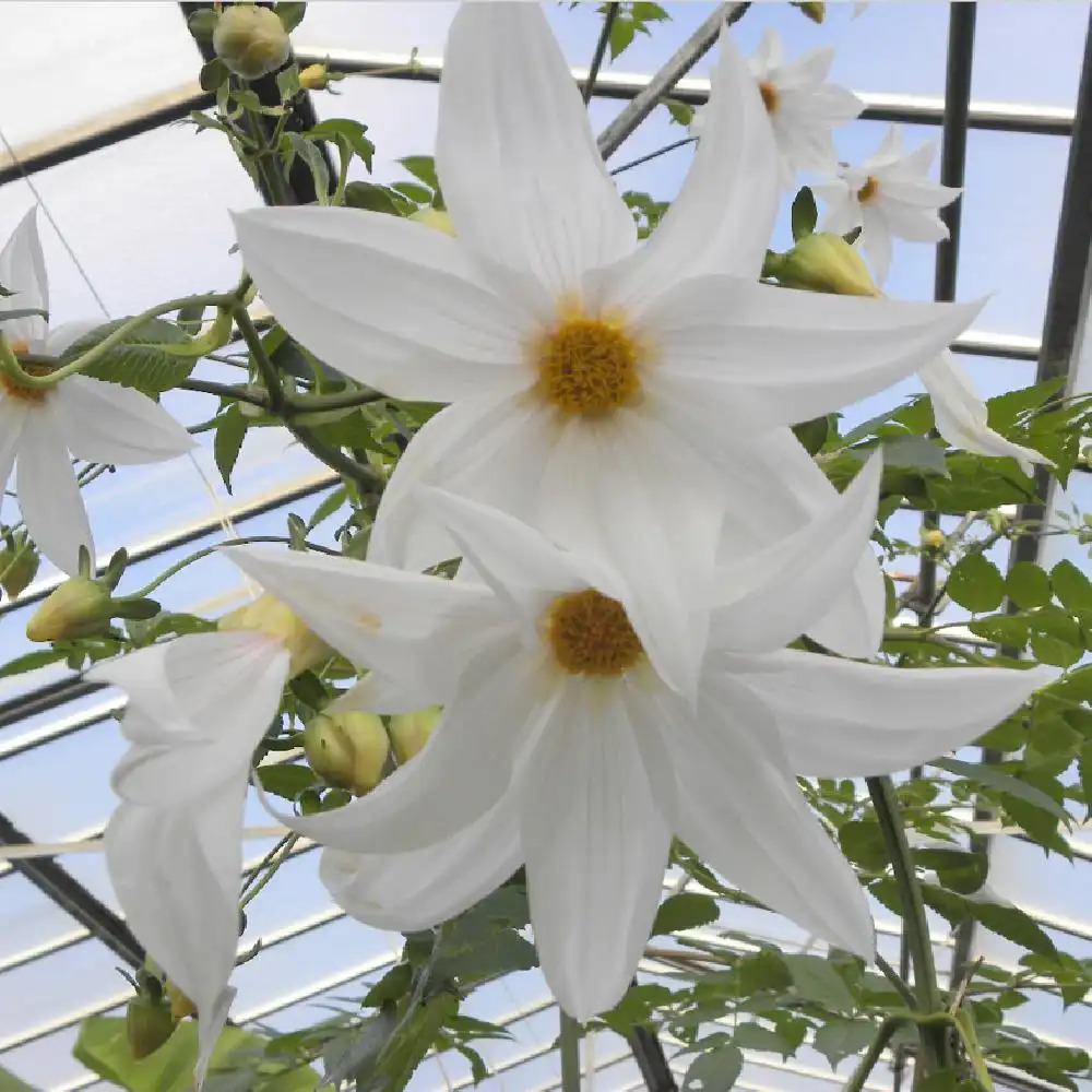 DAHLIA Imperialis 'White'
