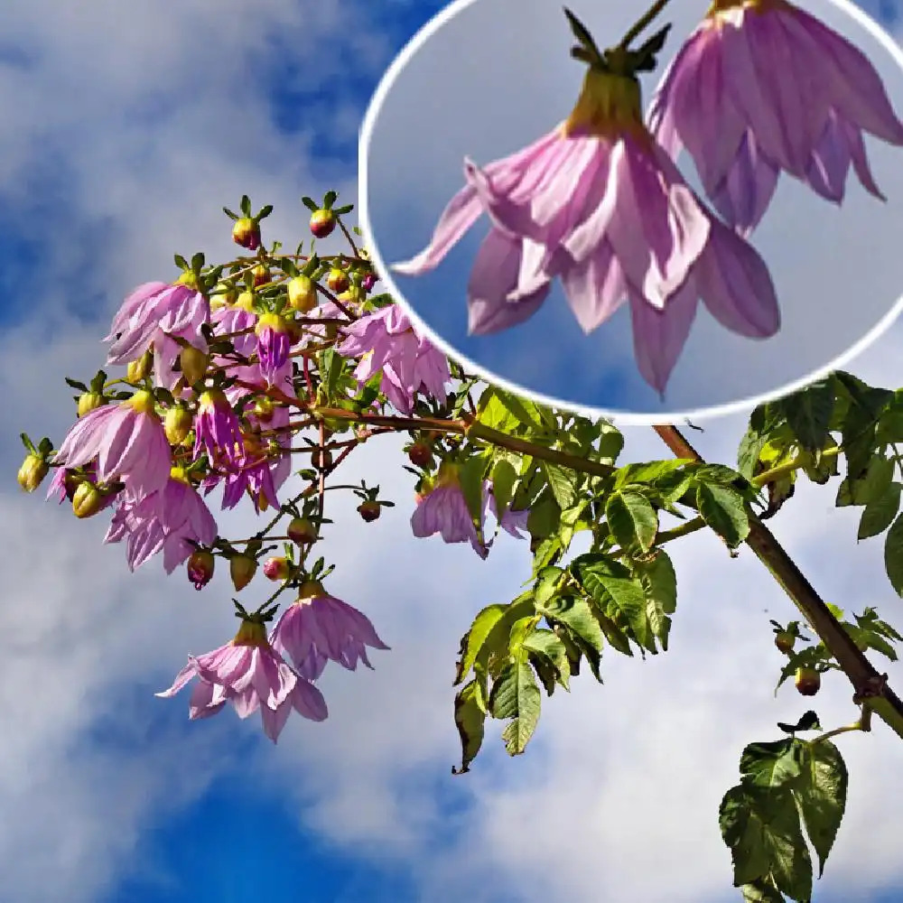 DAHLIA imperialis