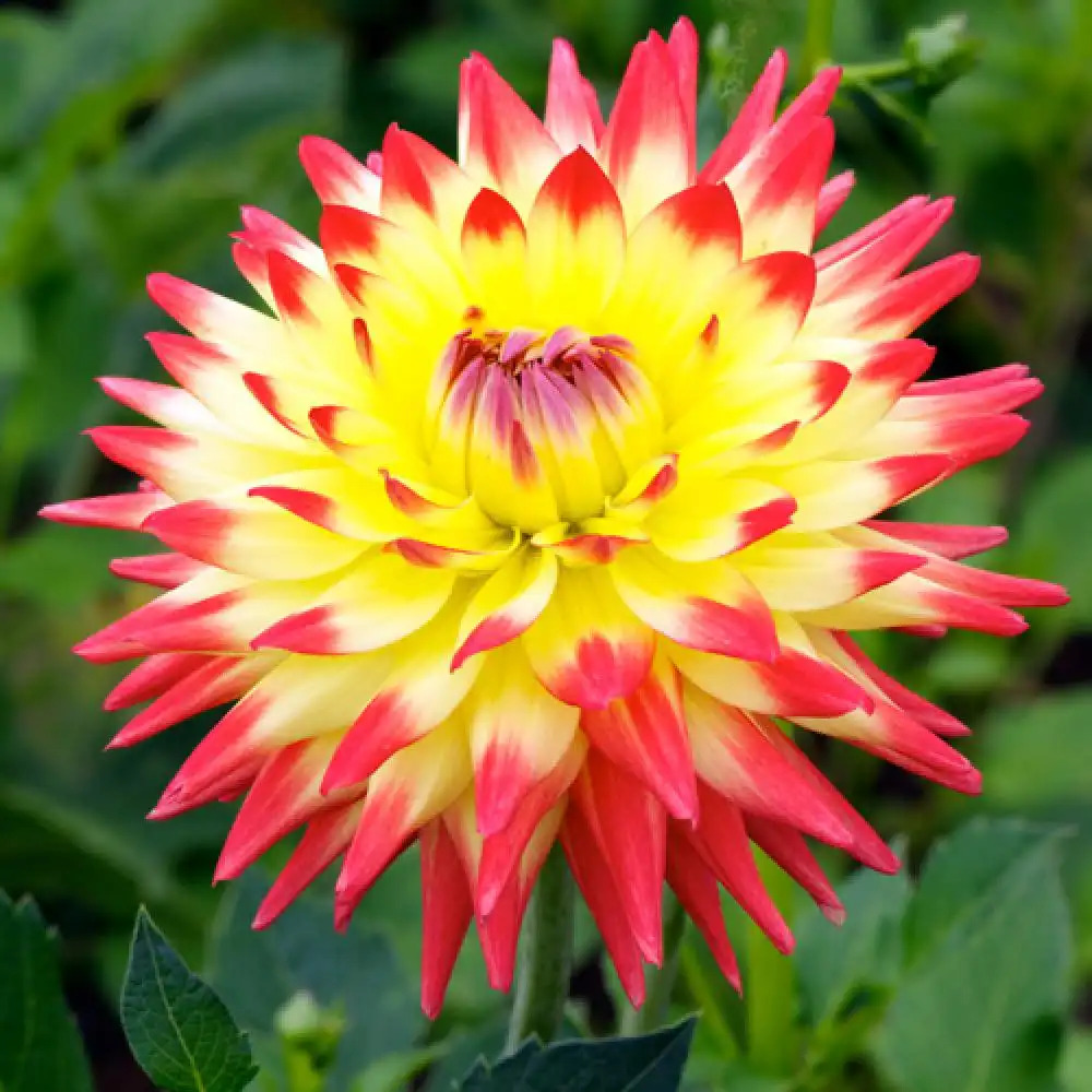 DAHLIA 'Isadora'