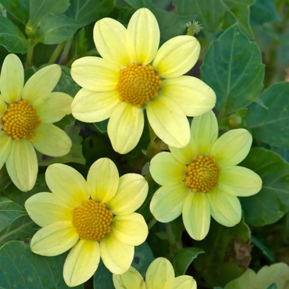 DAHLIA 'Jaune'