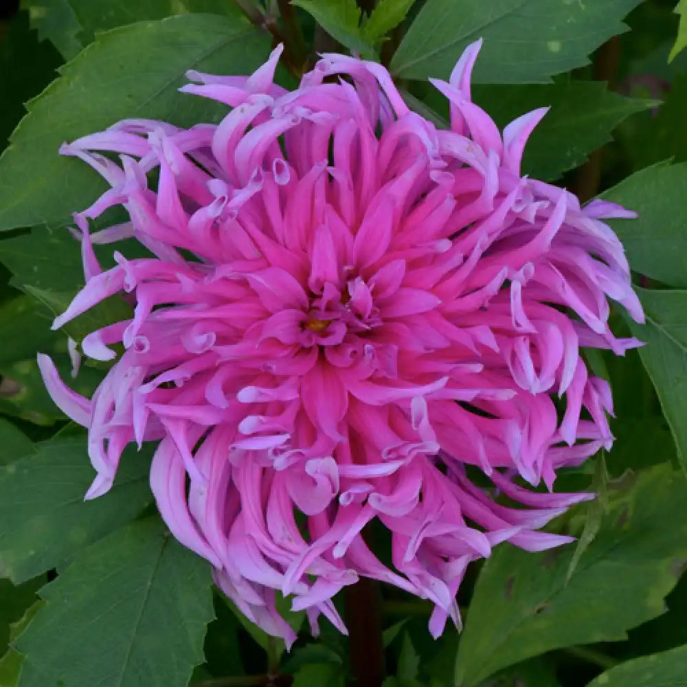 DAHLIA 'Jane'