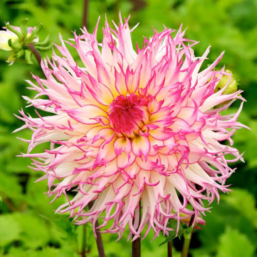 DAHLIA 'Jennie'