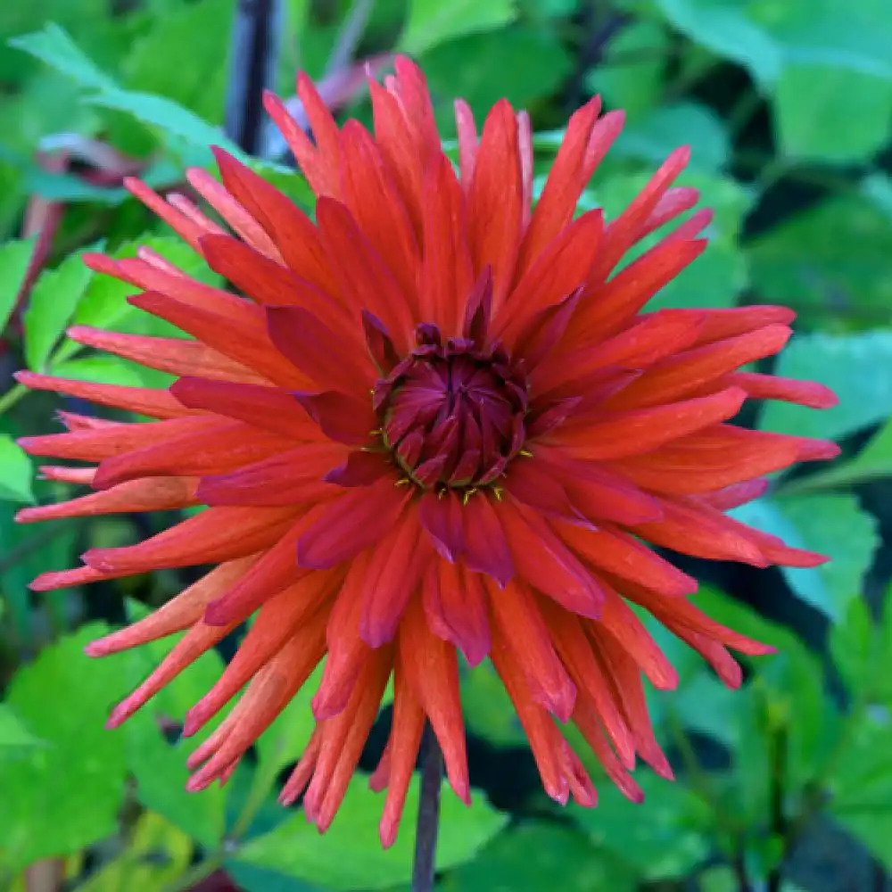 DAHLIA 'Joker'