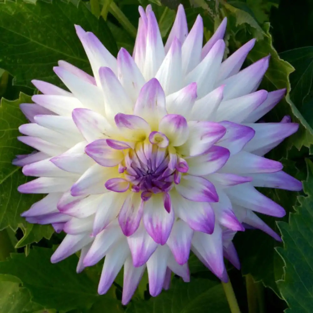 DAHLIA 'Jura'