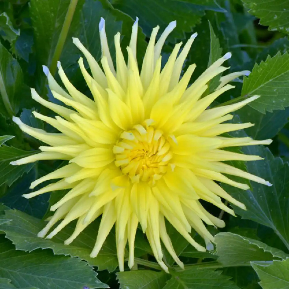 DAHLIA 'Kenn Emerland'