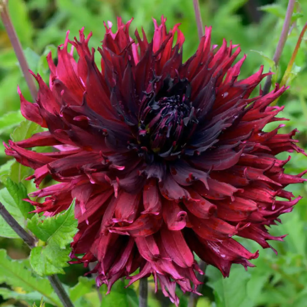 DAHLIA 'Kenora Macop - B'