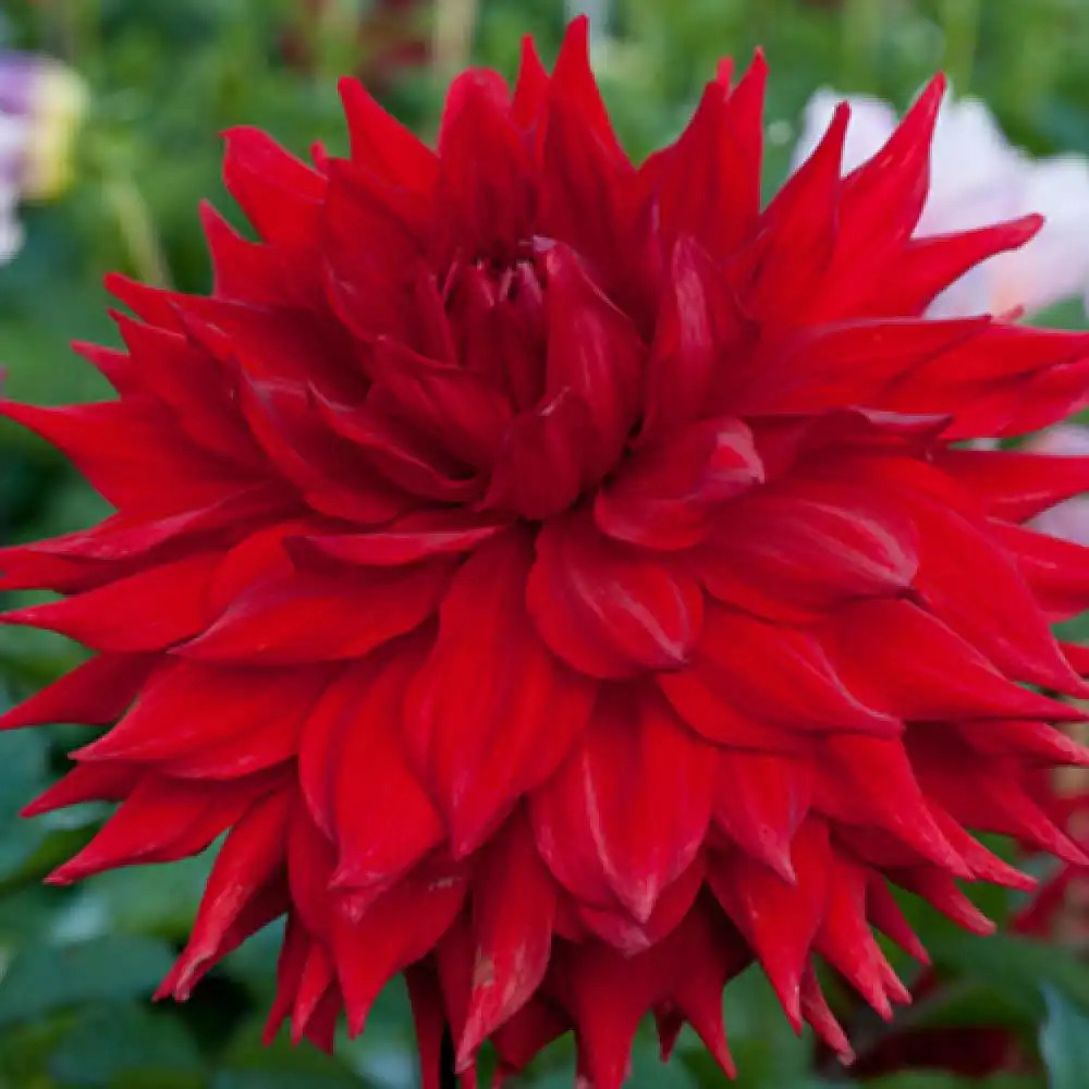 DAHLIA 'Kenora Valentine'