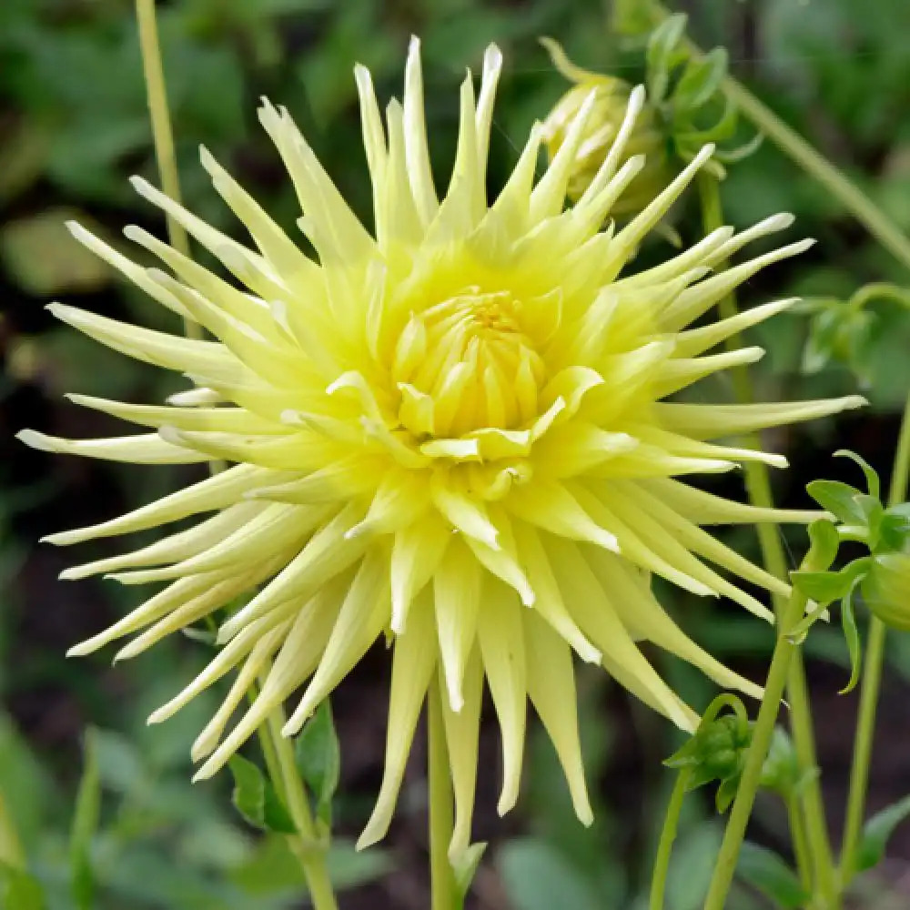 DAHLIA 'Kimm'