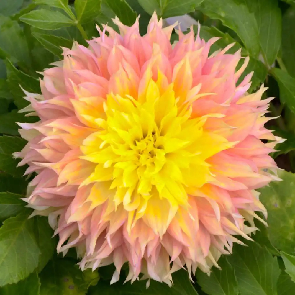 DAHLIA 'Kogane'