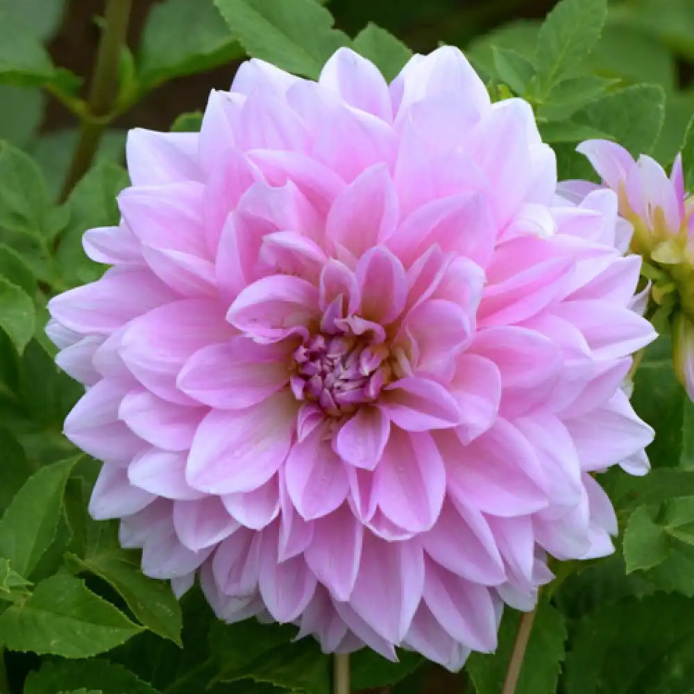 DAHLIA 'Lavender Perfection'