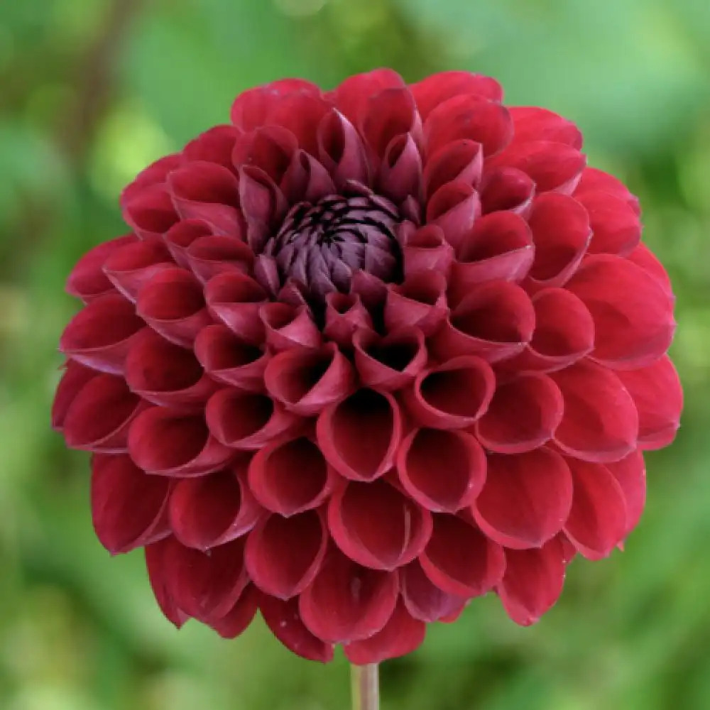 DAHLIA 'Le Cornel'