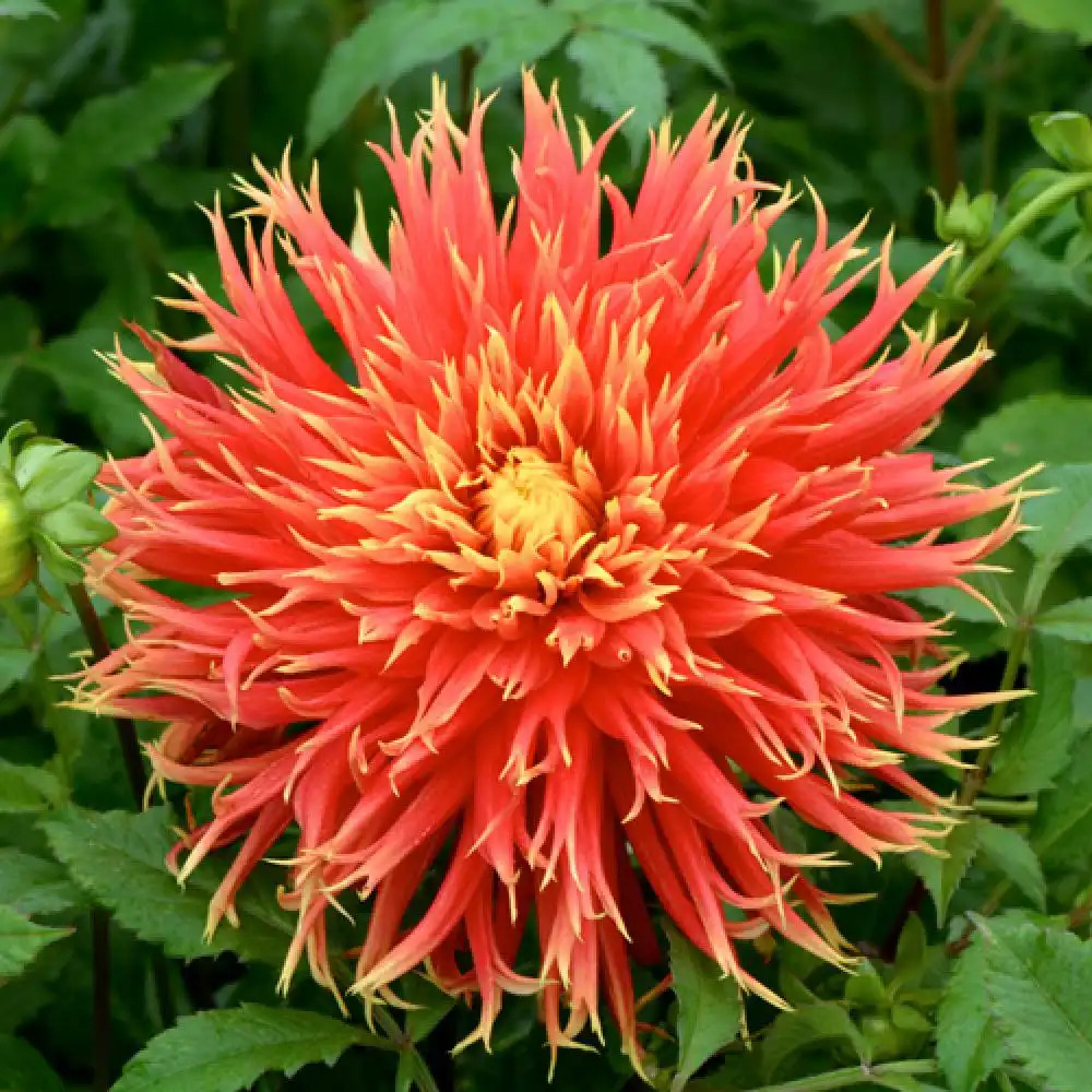 DAHLIA 'Le Magnifique'