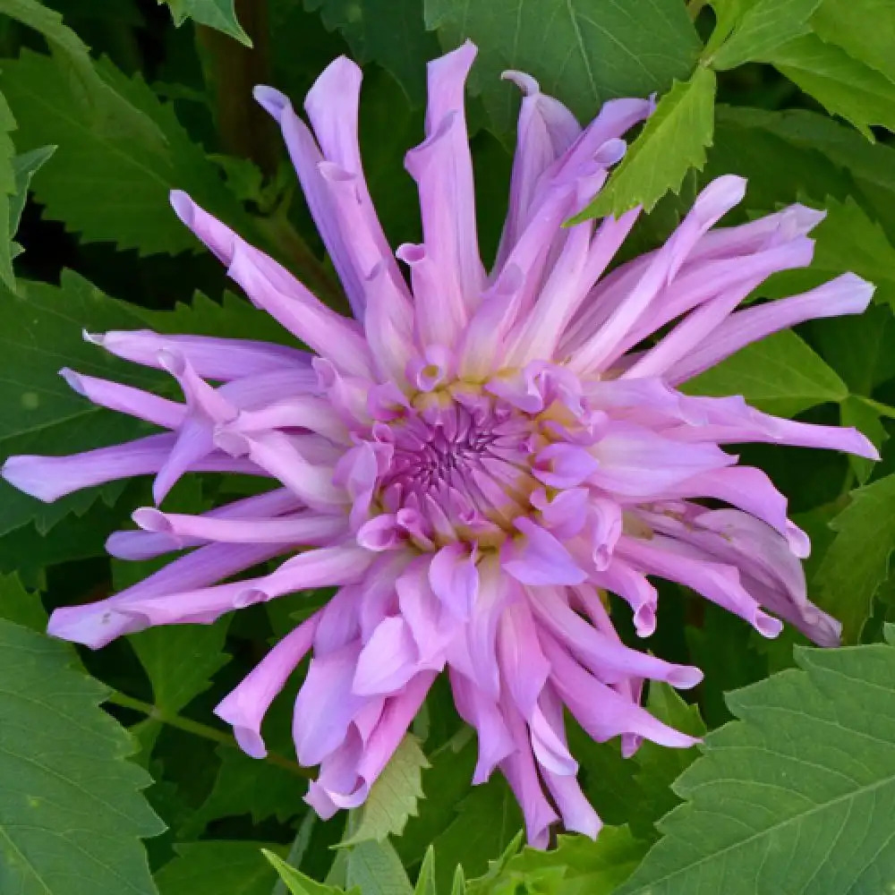 DAHLIA 'Light Music'