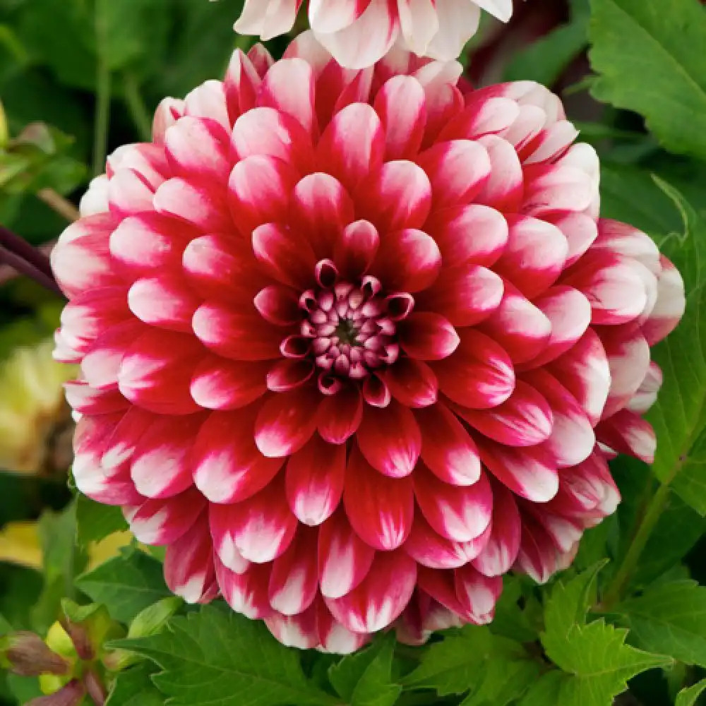 DAHLIA DES JARDINS À PETITES FLEURS DOUBLES, plante en ligne