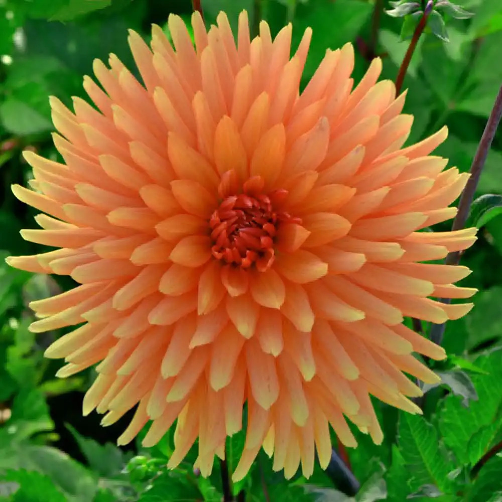 DAHLIA 'Ludwig Helfert'