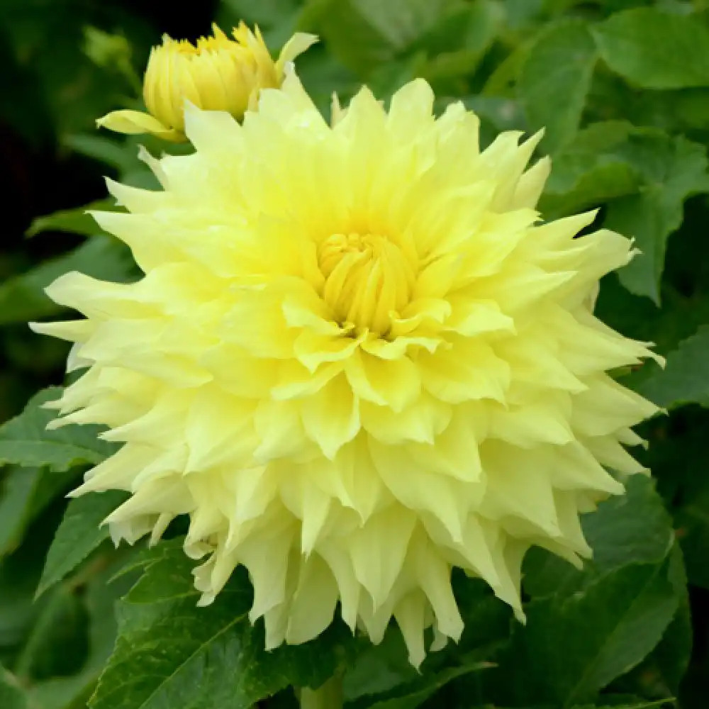 DAHLIA 'Mark Hardwick'