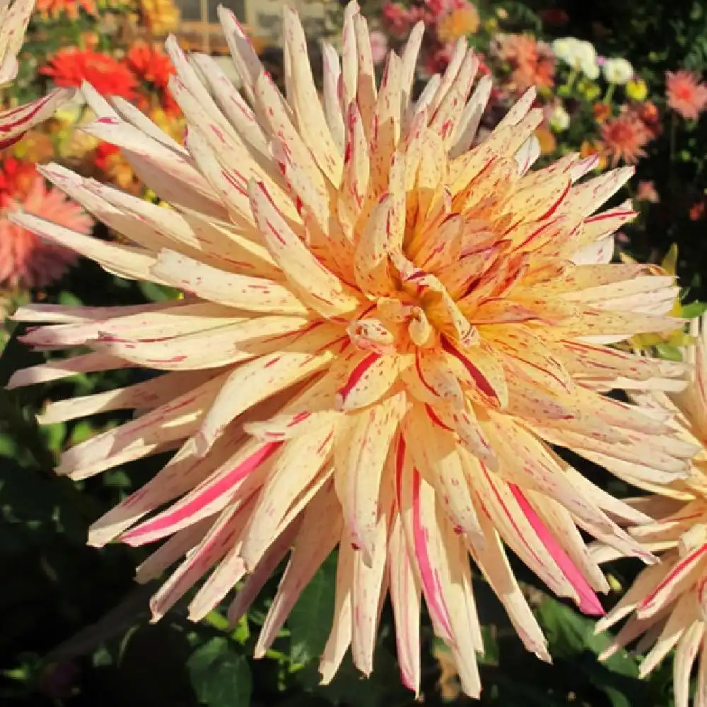 DAHLIA 'Marathon Man'