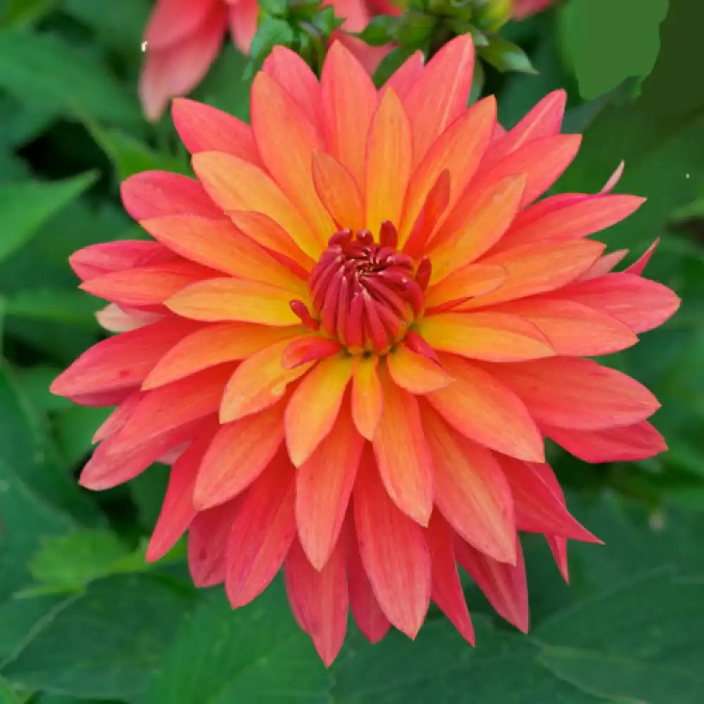 DAHLIA 'Mambo'