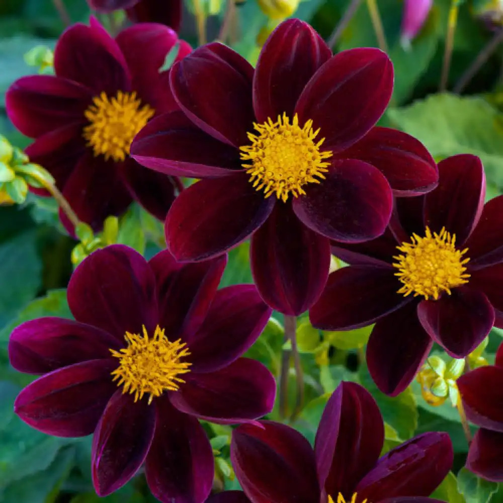 DAHLIA 'Mascara'