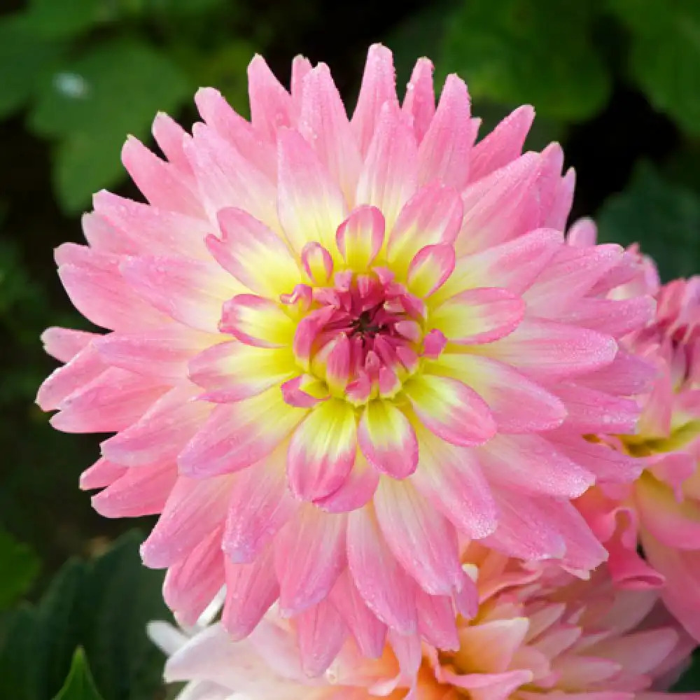 DAHLIA 'Melody Gipsy'