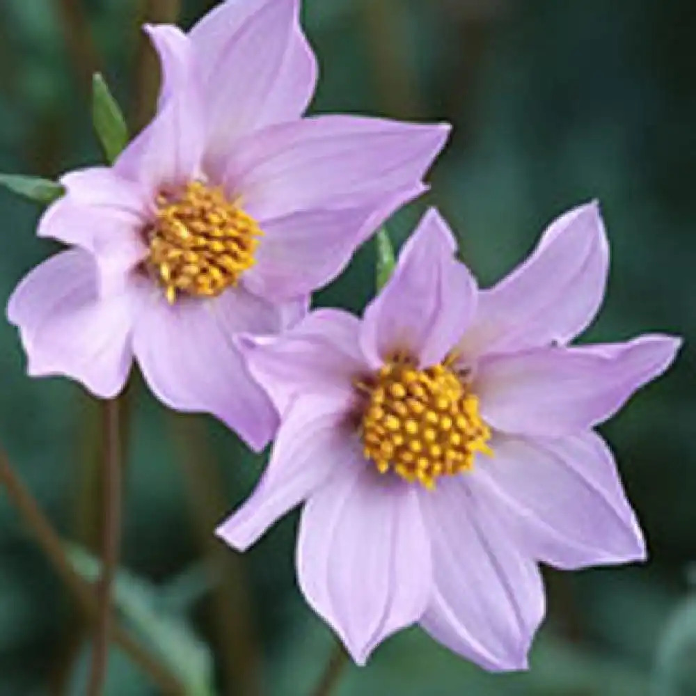 DAHLIA merckii