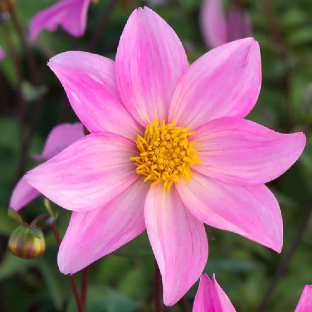 DAHLIA 'Merveille'