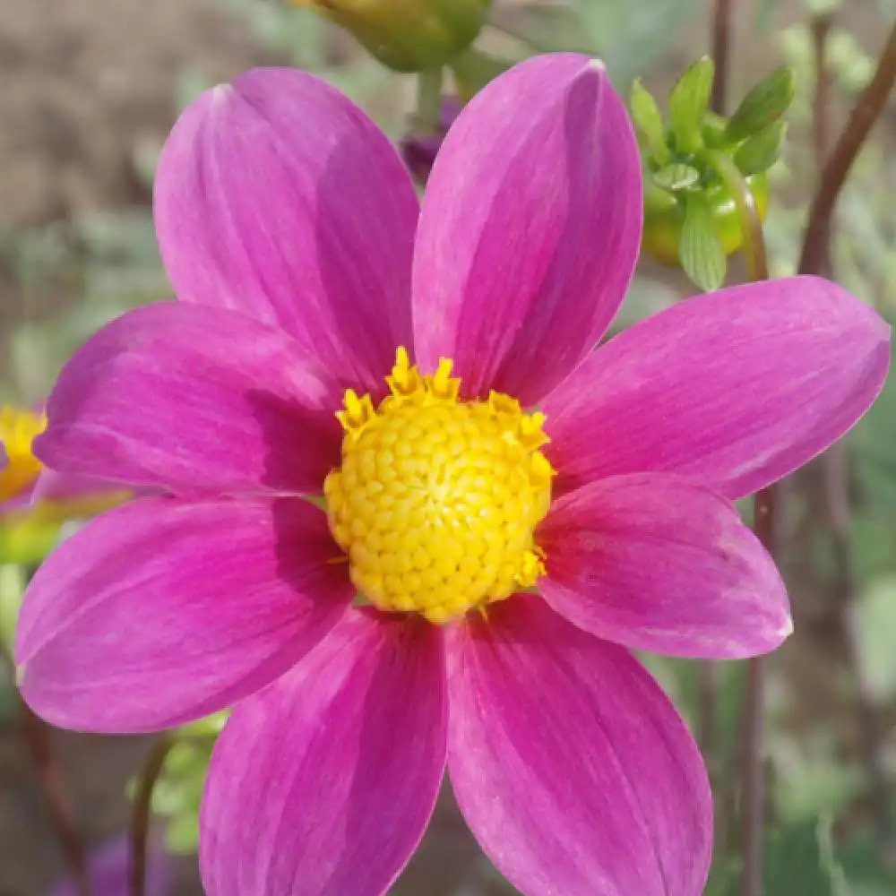 DAHLIA 'Mies'