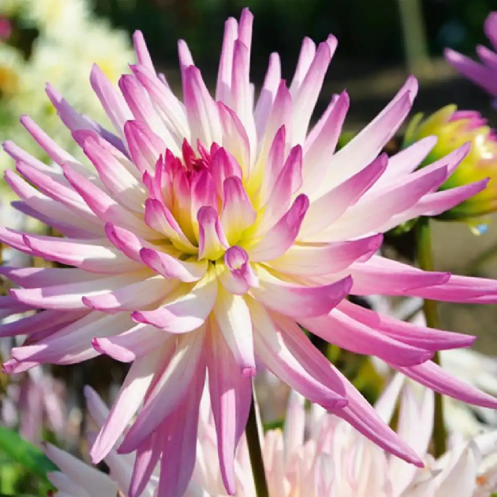 DAHLIA 'Mon Amour'