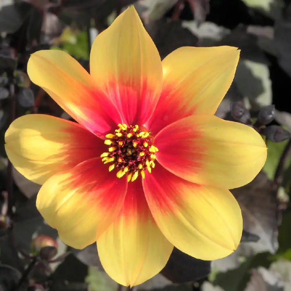 DAHLIA 'Moonfire'